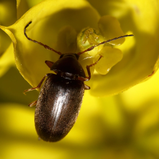 Isomira antennata - vastagcsápú alkonybogár