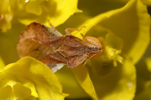 Phymata crassipes - fogólábú poloska