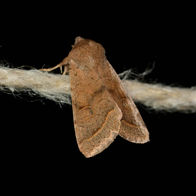 Orthosia cerasi - közepes barkabagoly