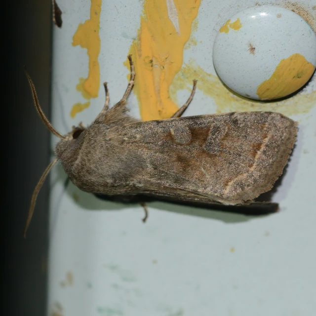 Orthosia incerta - változékony barkabagoly