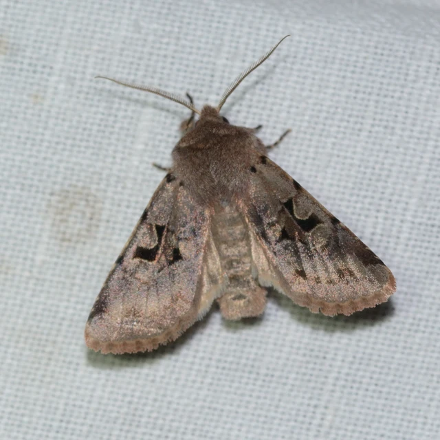 Orthosia gothica - feketefoltos barkabagoly