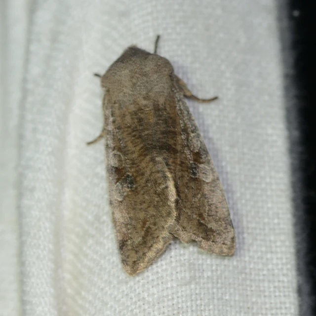Orthosia incerta - változékony barkabagoly