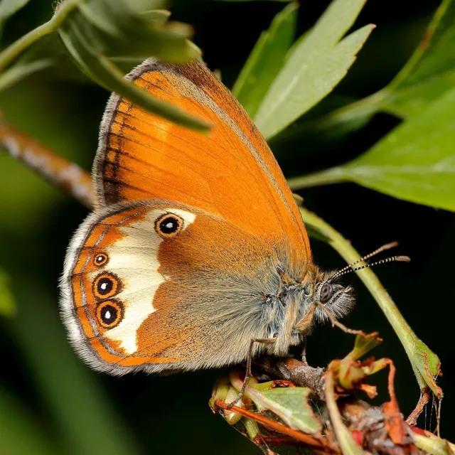 Coenonympha arcania - fehéröves szénalepke