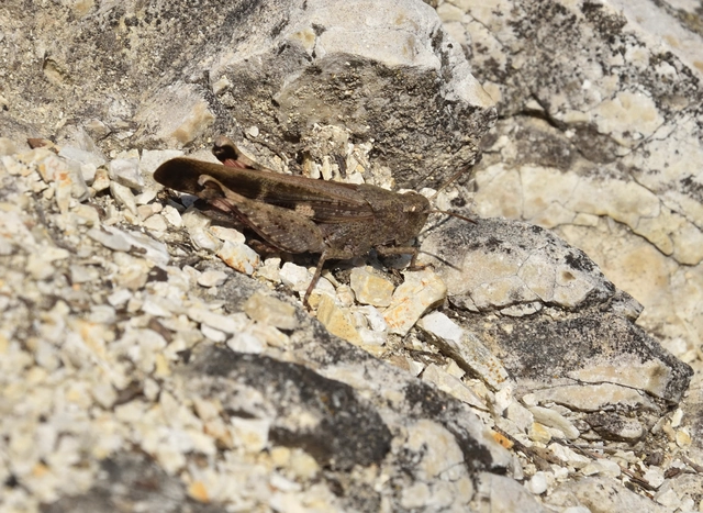 Aiolopus strepens - déli áttelelősáska