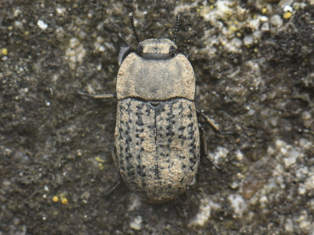 Opatrum sabulosum - sároshátú gyászbogár Opatrum sabulosum - sároshátú gyászbogár