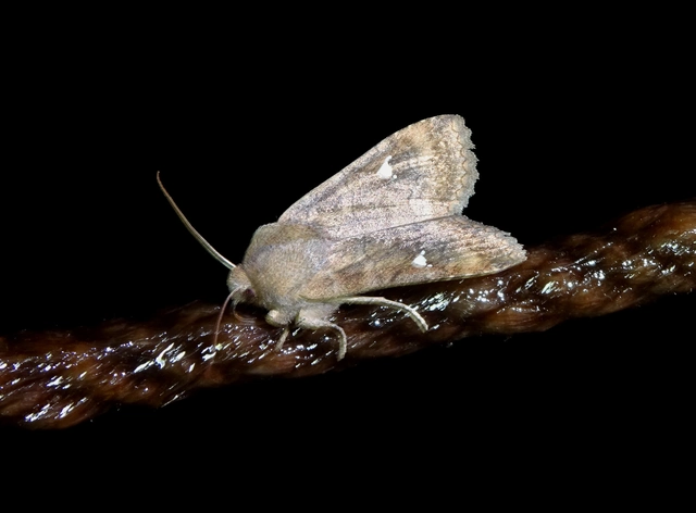 Eupsilia transversa - holdacskás télibagoly