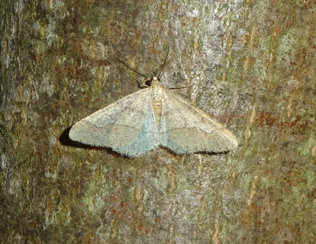 Agriopis marginaria - sárgás téliaraszoló