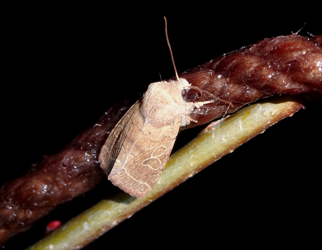 Orthosia cerasi - közepes barkabagoly