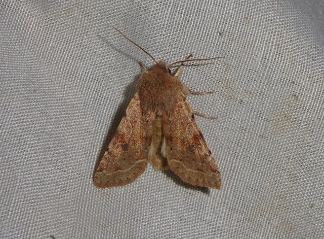 Orthosia incerta - változékony barkabagoly