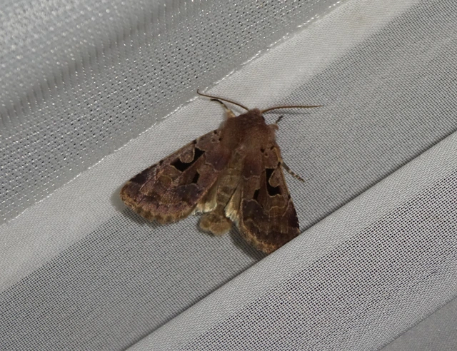 Orthosia gothica - feketefoltos barkabagoly