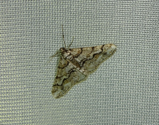 Agriopis leucophaearia - tölgy-tavasziaraszoló