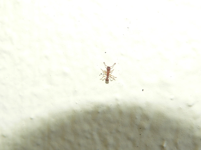 Myrmica sabuleti - gyakori bütyköshangya