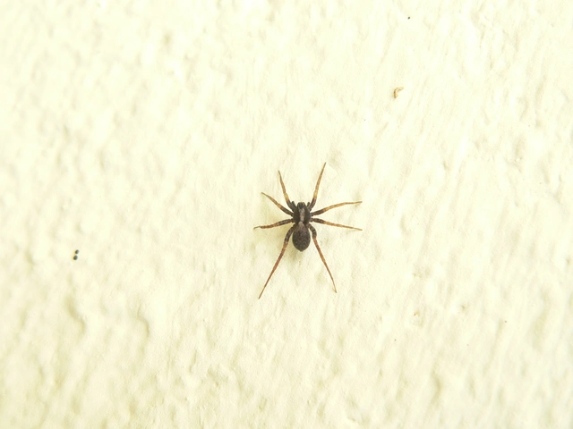 Pardosa
