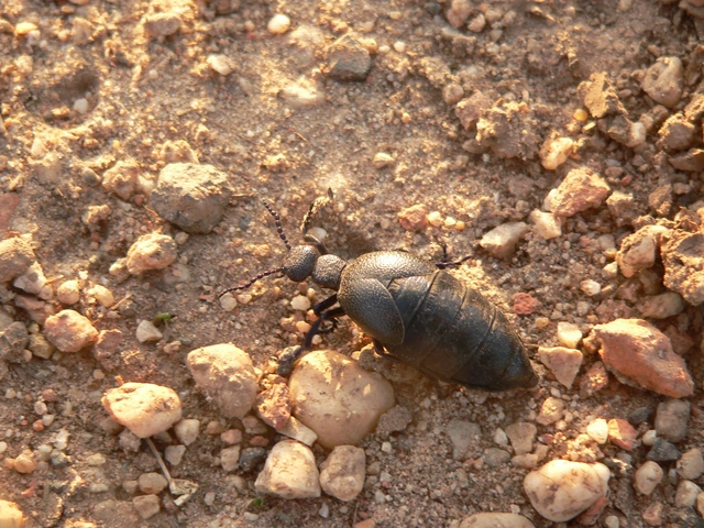 Meloe proscarabaeus - közönséges nünüke