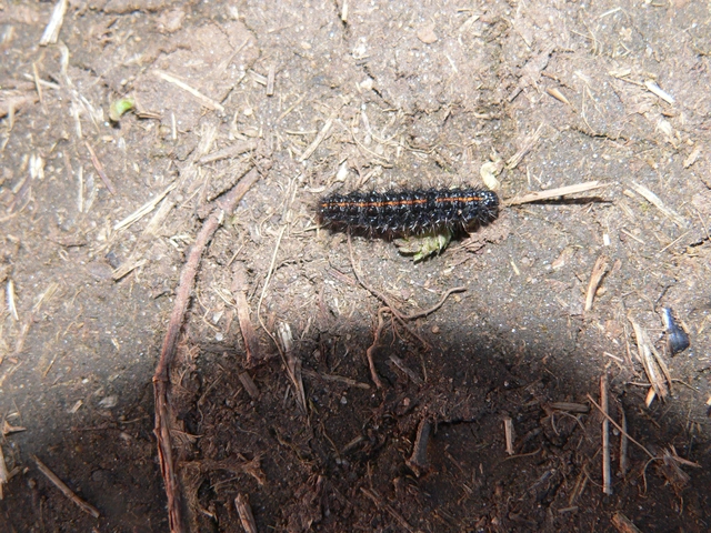 Spiris striata - csíkos molyszövő