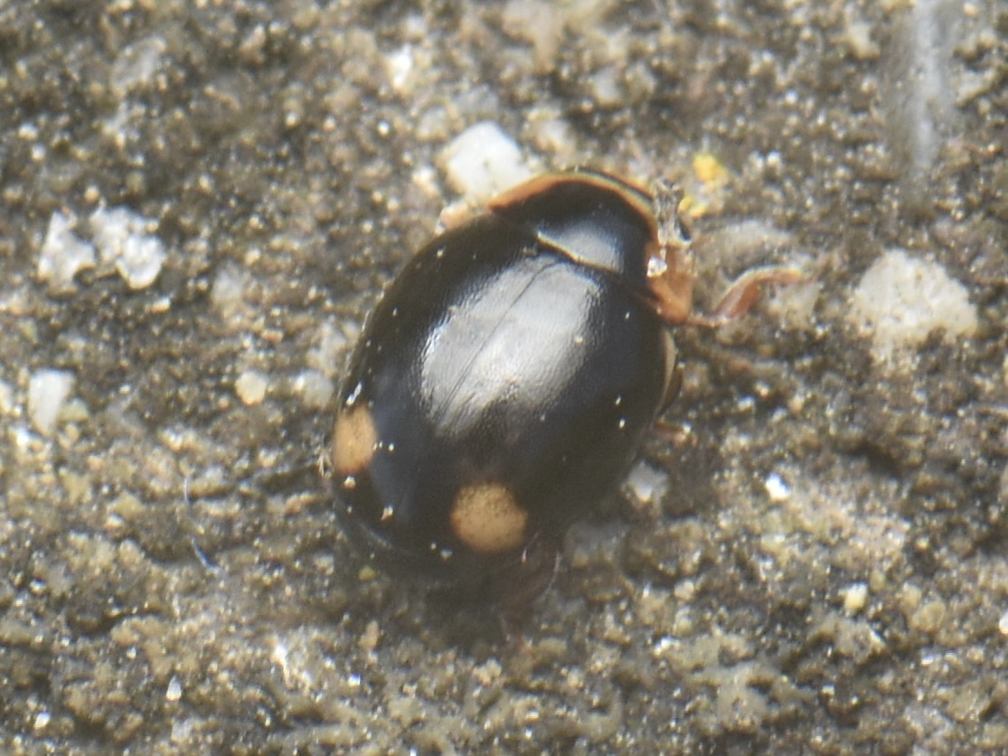Hyperaspis
