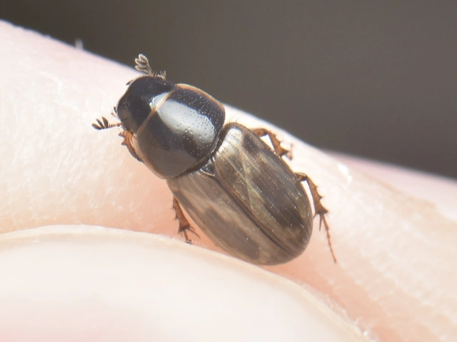 Aphodius prodromus - sárgalábú trágyabogár