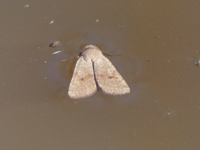 Orthosia cruda - kis barkabagoly