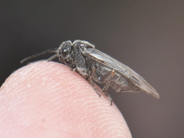 Tenthredinidae - valódi levéldarazsak