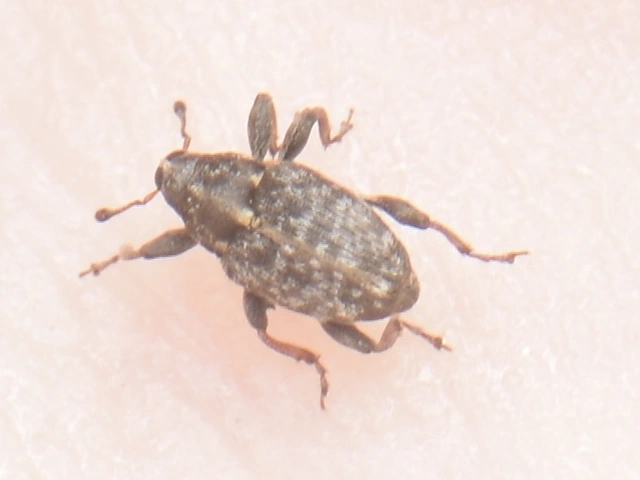 Coryssomerus capucinus - székfű-kancsalormányos