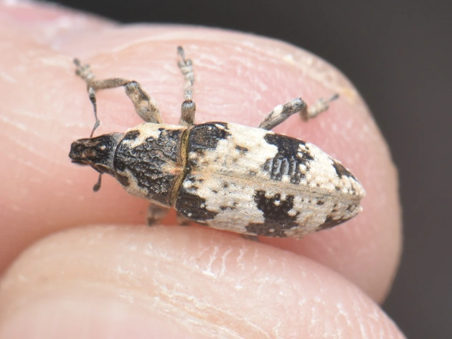 Bothynoderes affinis - sávos barkó