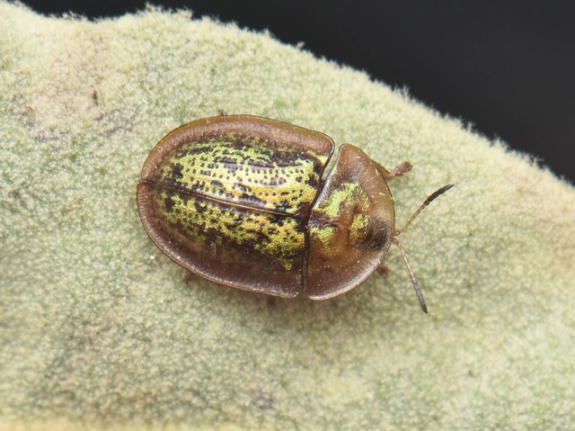 Cassida canaliculata - karimás pajzsbogár