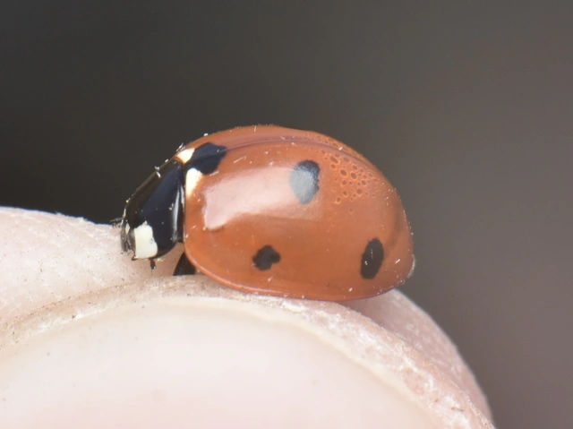 Coccinella septempunctata - hétpettyes katica