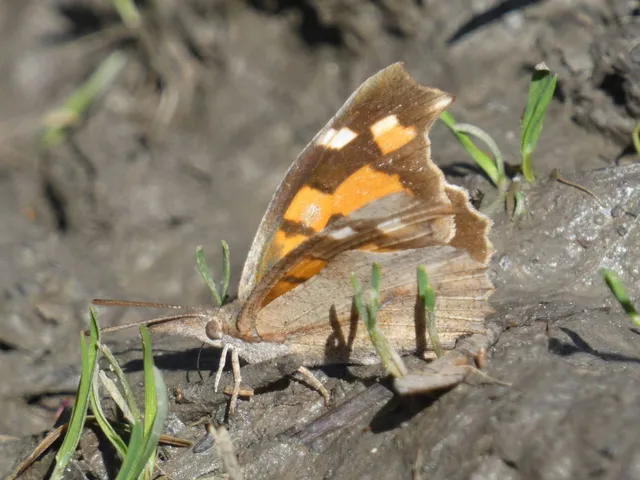 Libythea celtis - csőröslepke