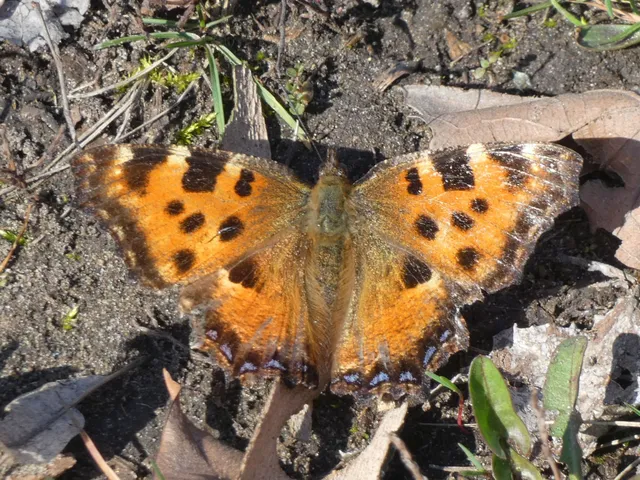 Nymphalis polychloros - nagy rókalepke