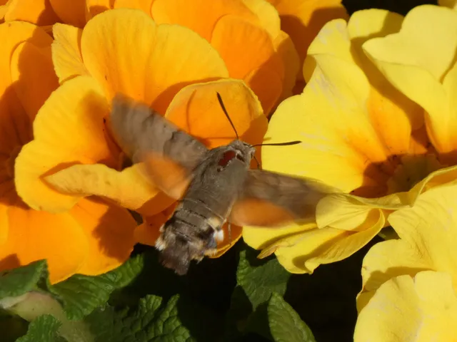 Macroglossum stellatarum - kacsafarkú szender