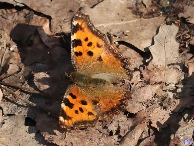 Nymphalis polychloros - nagy rókalepke
