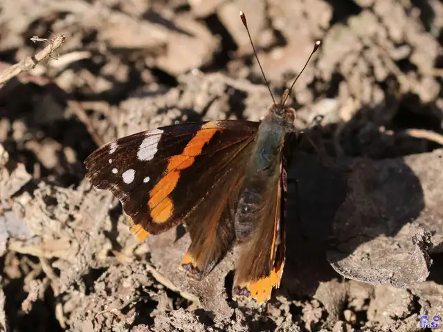 Vanessa atalanta - atalantalepke