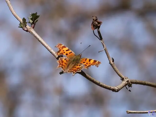 Nymphalis c-album - C-betűs lepke