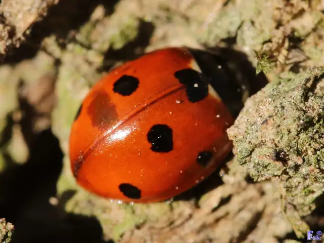 Coccinella septempunctata - hétpettyes katica