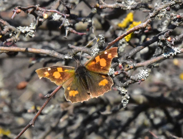 Libythea celtis - csőröslepke