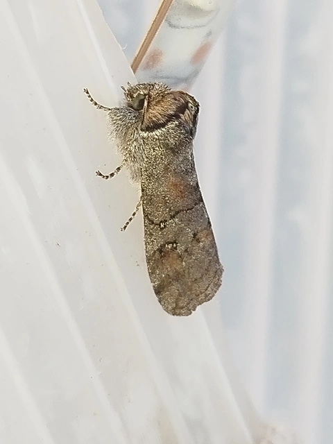 Asphalia ruficollis - vörösnyakú pihésszövő