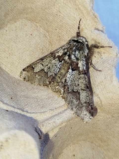 Biston strataria - barnapettyes araszoló