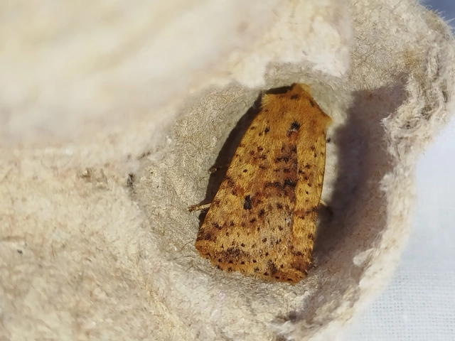 Conistra rubiginea - vörös őszibagoly