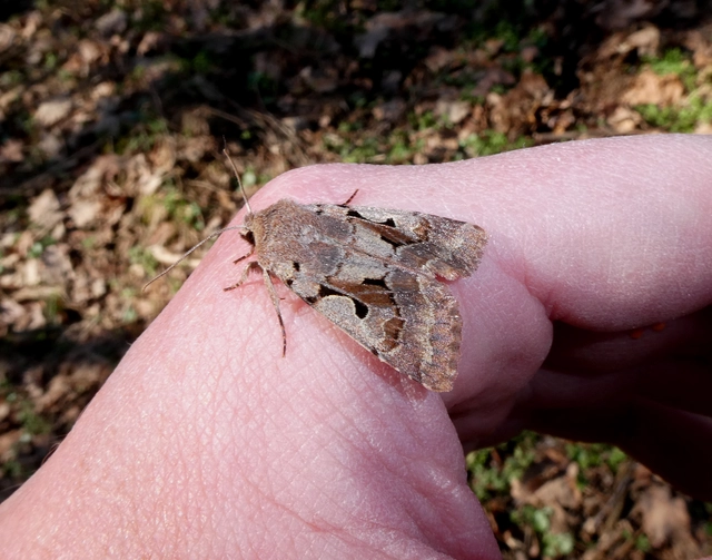 Orthosia gothica - feketefoltos barkabagoly