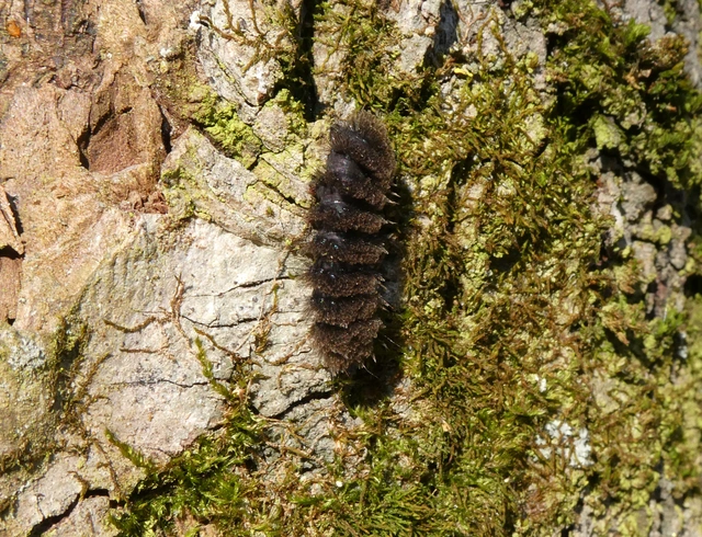 Amata phegea - fehérpettyes álcsüngőlepke