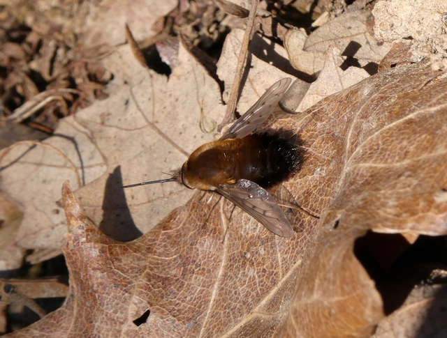 Bombylius discolor - feketefarú pöszörlégy