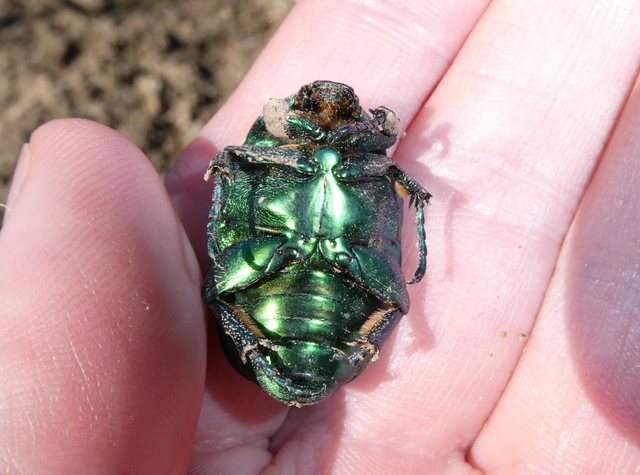 Protaetia speciosissima - pompás virágbogár