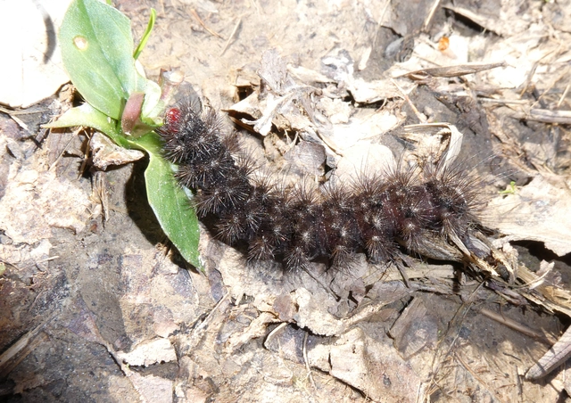 Arctia villica - fekete medvelepke