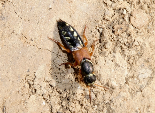 Staphylinus caesareus - aranysujtásos holyva