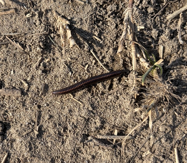 Diplopoda - Ikerszelvényesek
