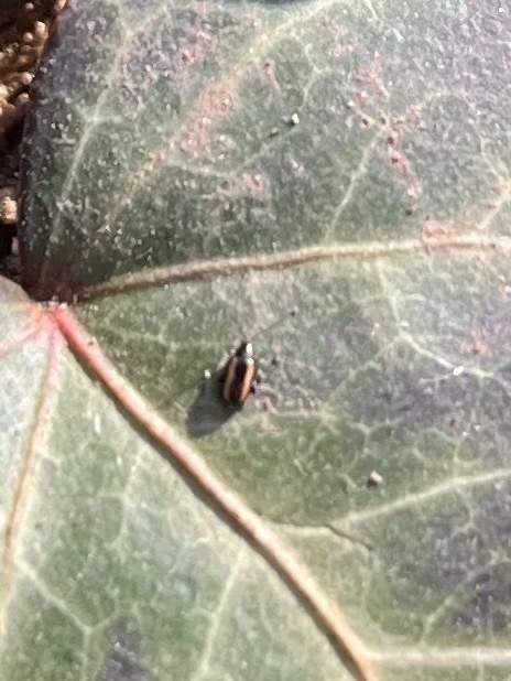 Phyllotreta