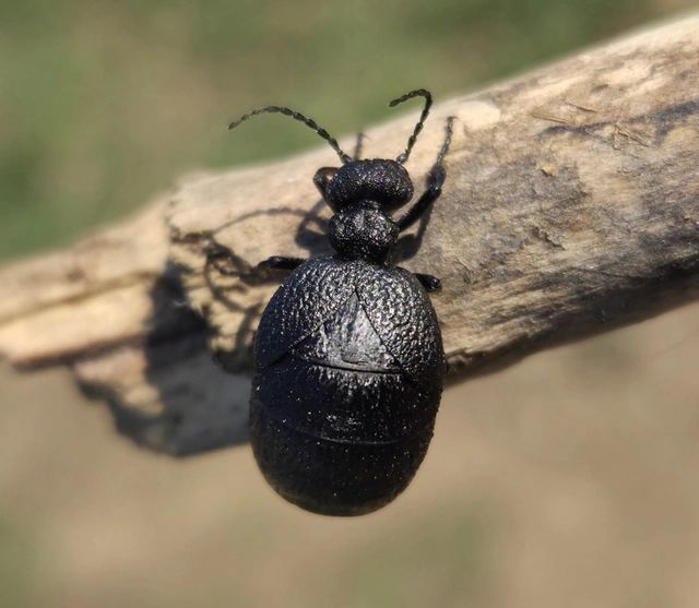 Meloe rugosus - ráncos nünüke