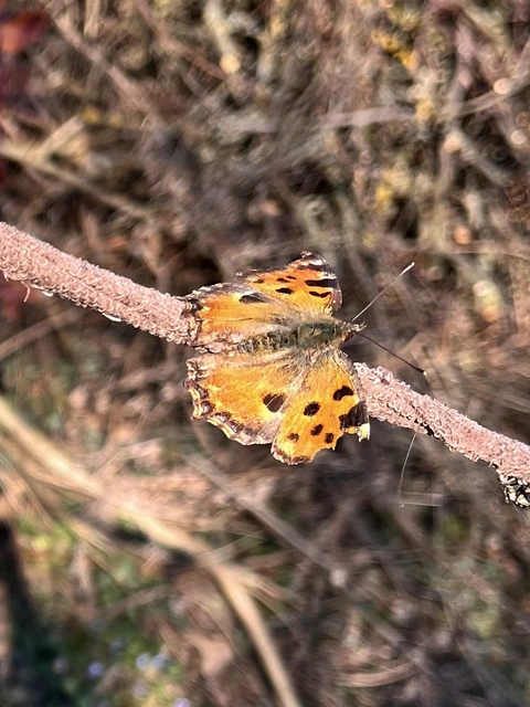 Nymphalis polychloros - nagy rókalepke