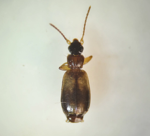 Philorhizus notatus - sárgavállú kéregfutó