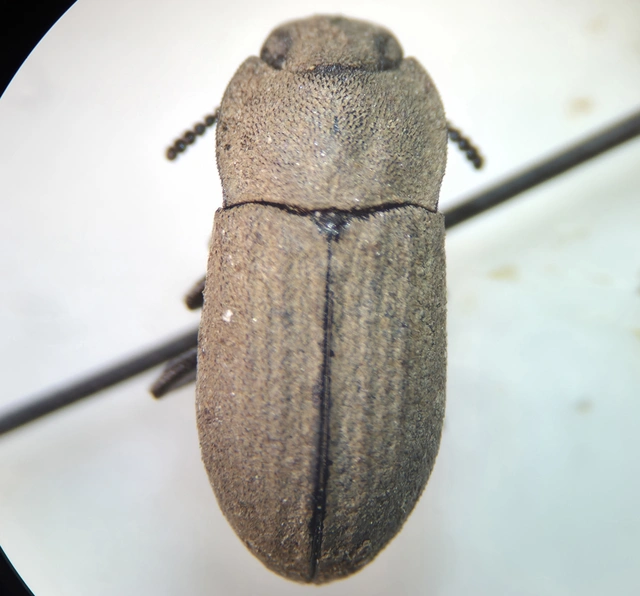 Gonocephalum granulatum pusillum Gonocephalum granulatum pusillum